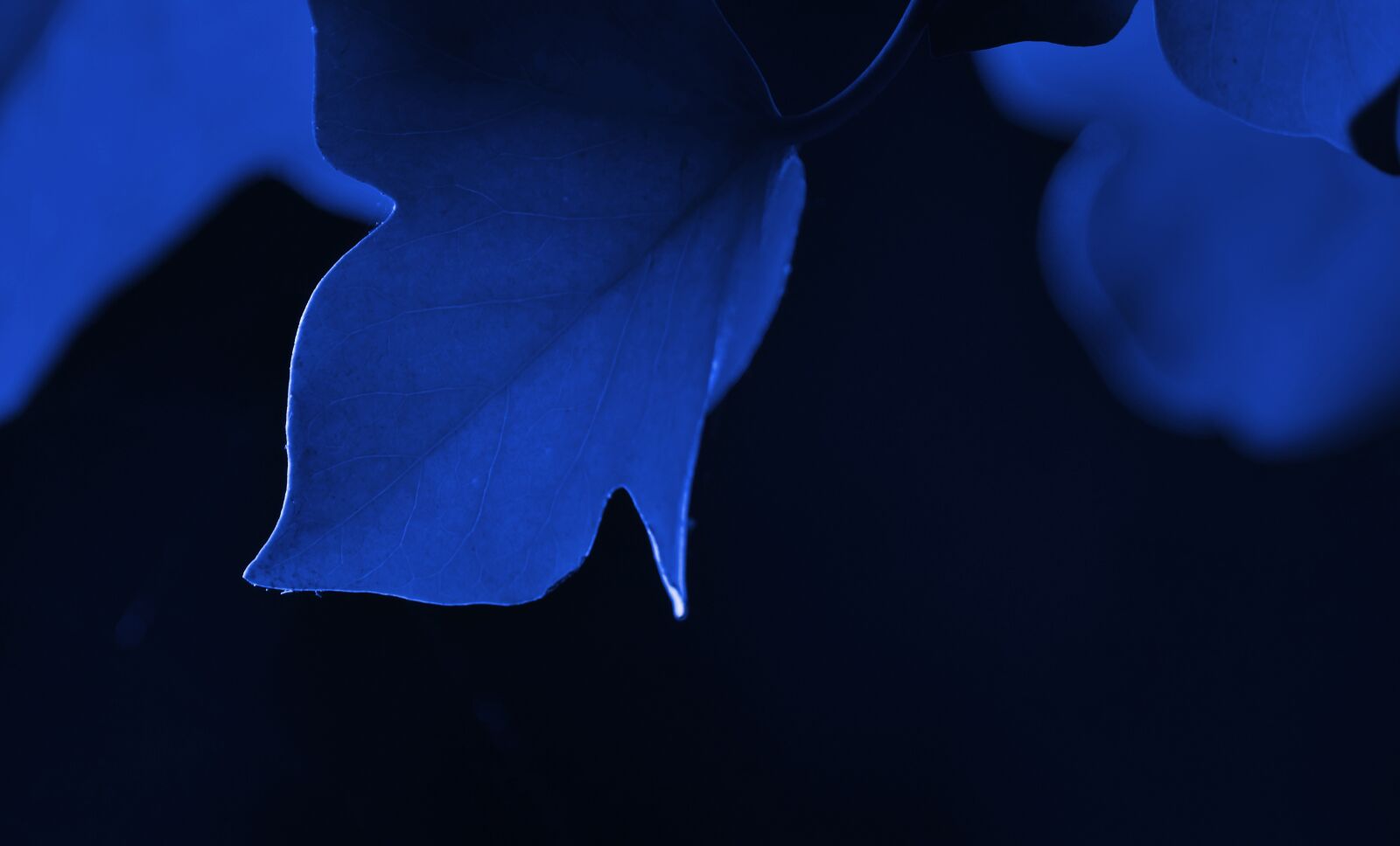 Sony SLT-A57 sample photo. Leaf, green, background photography