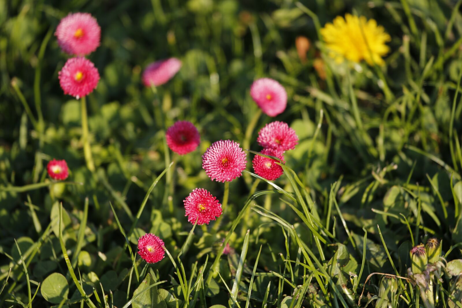 Canon EF 100-400mm F4.5-5.6L IS USM sample photo. Flowers, green, spring photography