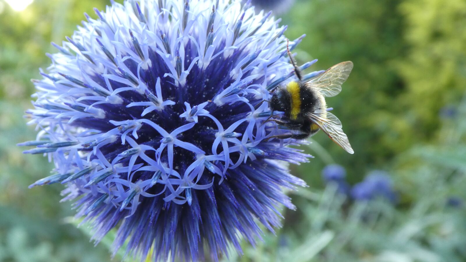 Panasonic DMC-TZ81 sample photo. Hummel, ornamental thistle, blue photography