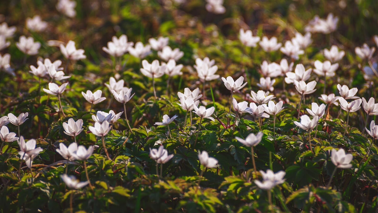 Sony DT 55-300mm F4.5-5.6 SAM sample photo. Wood anemone, forest, nature photography