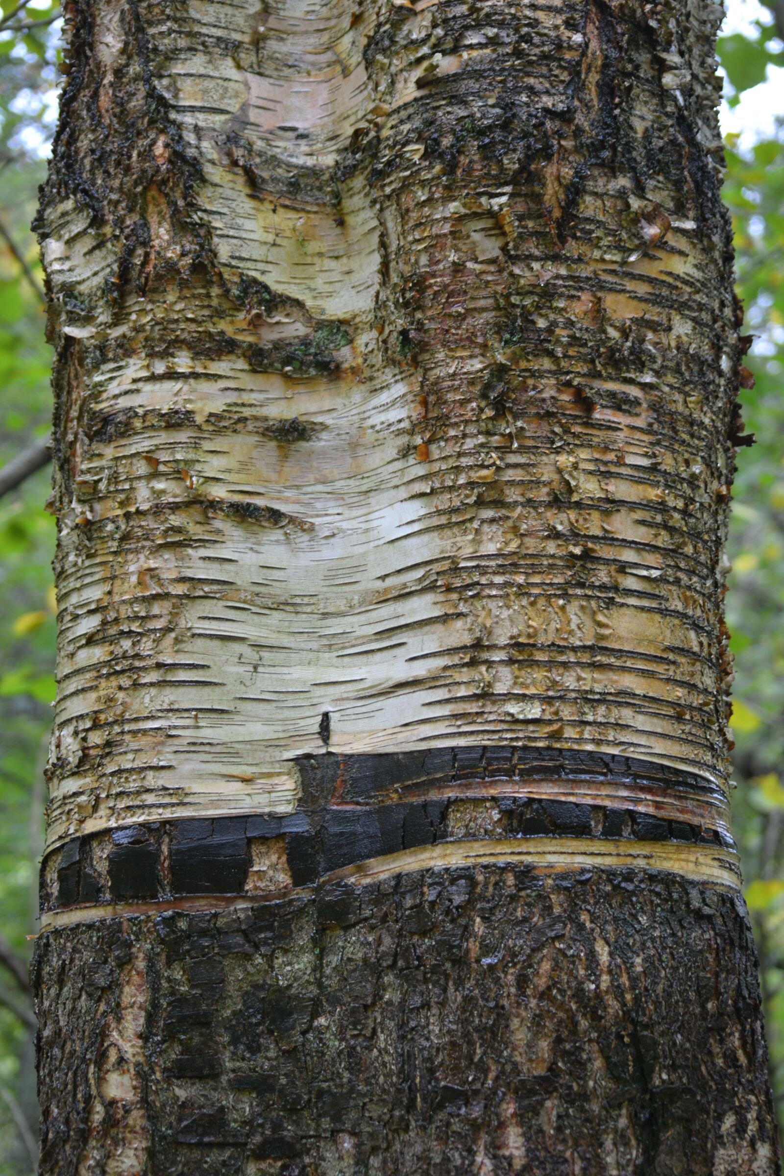 Nikon D3100 sample photo. Birch, tree bark, close photography