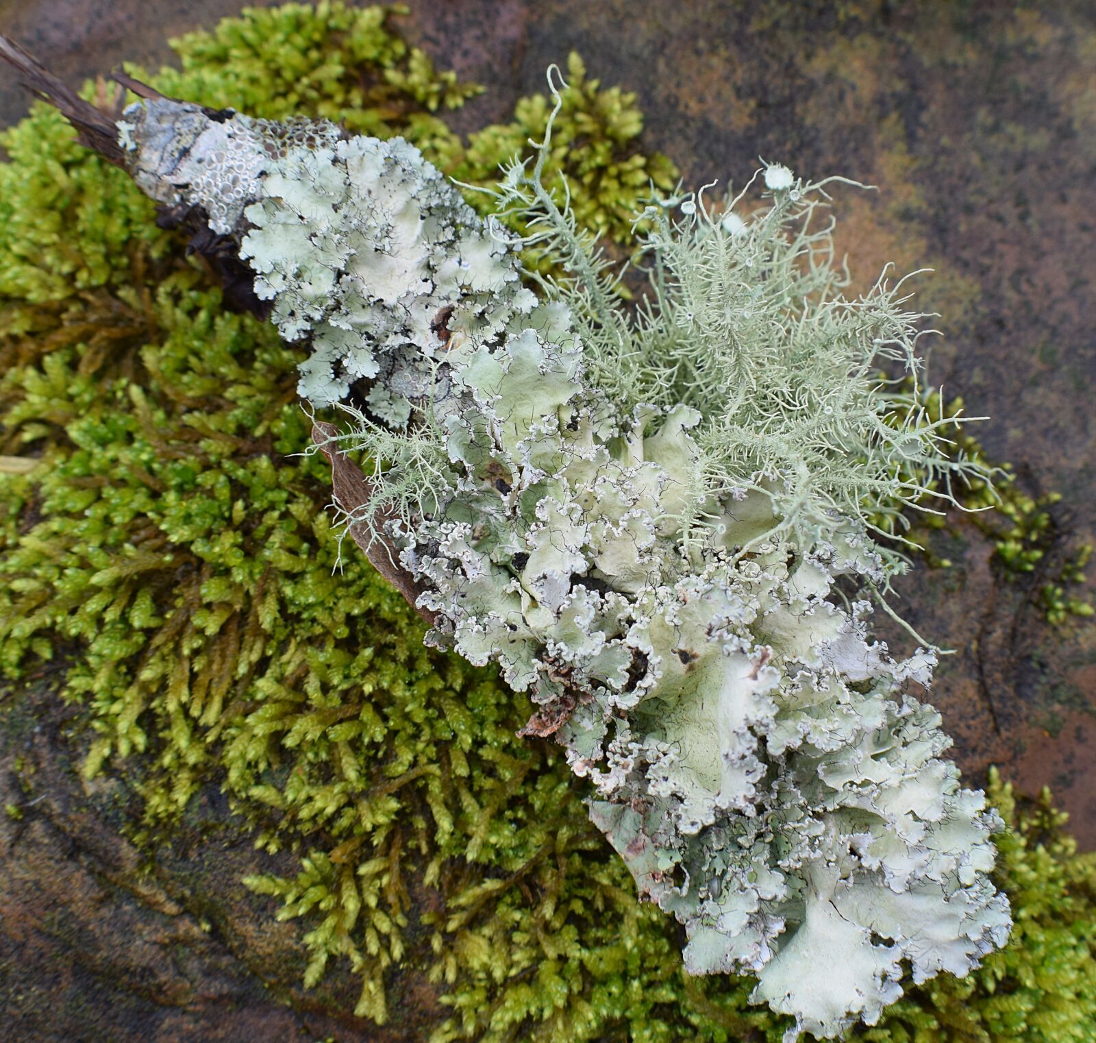 Nikon D3300 sample photo. Lichens with moss, lichen photography