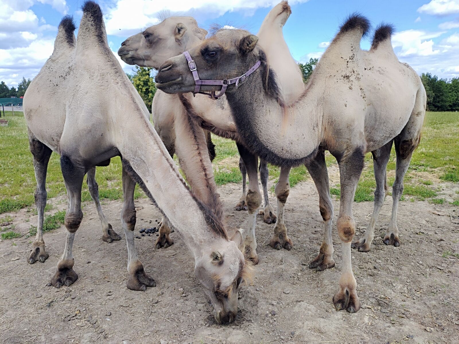 ASUS I01WD sample photo. Camels, camel, animal photography