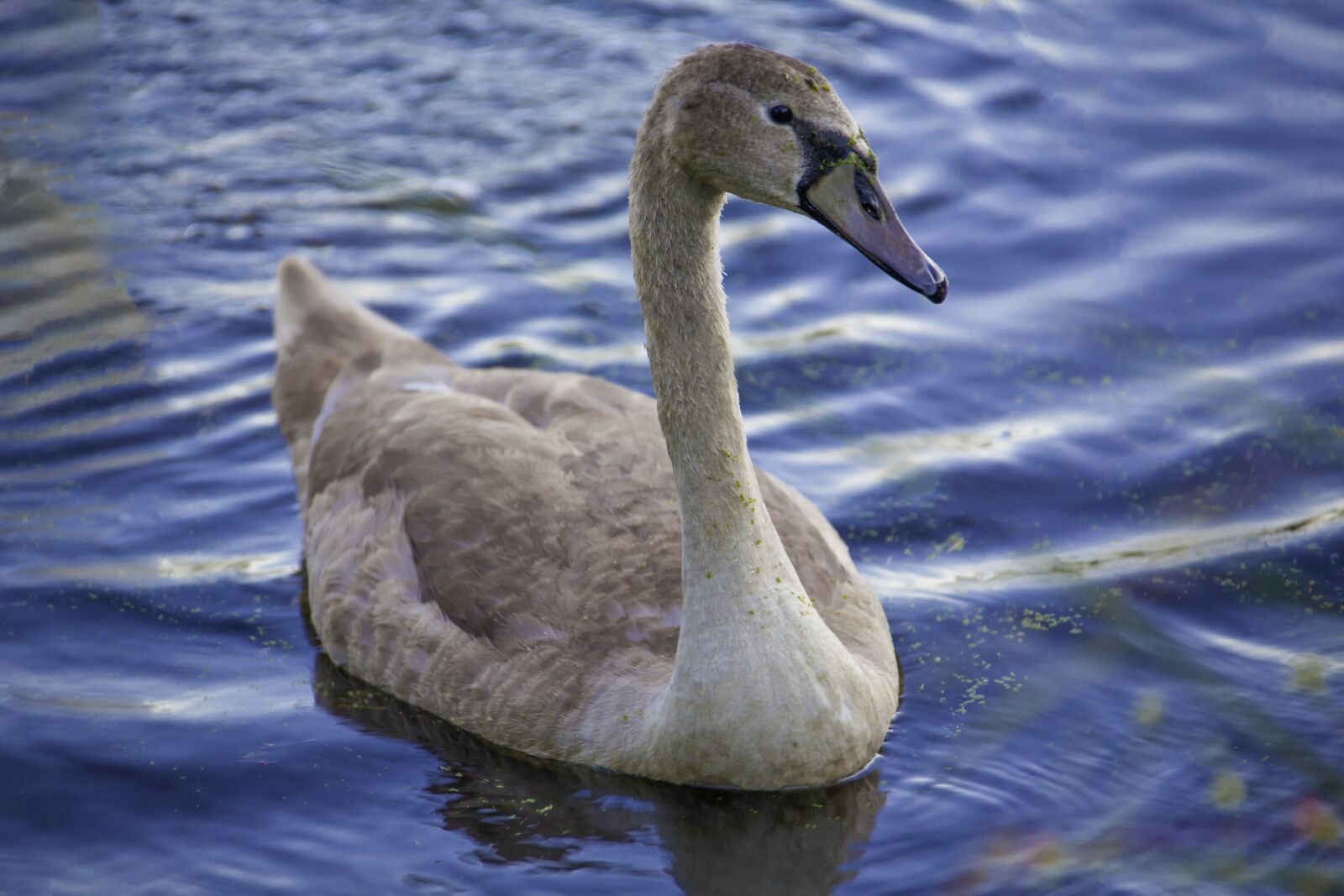 Canon EOS 5D sample photo. Swan, water, wildlife photography