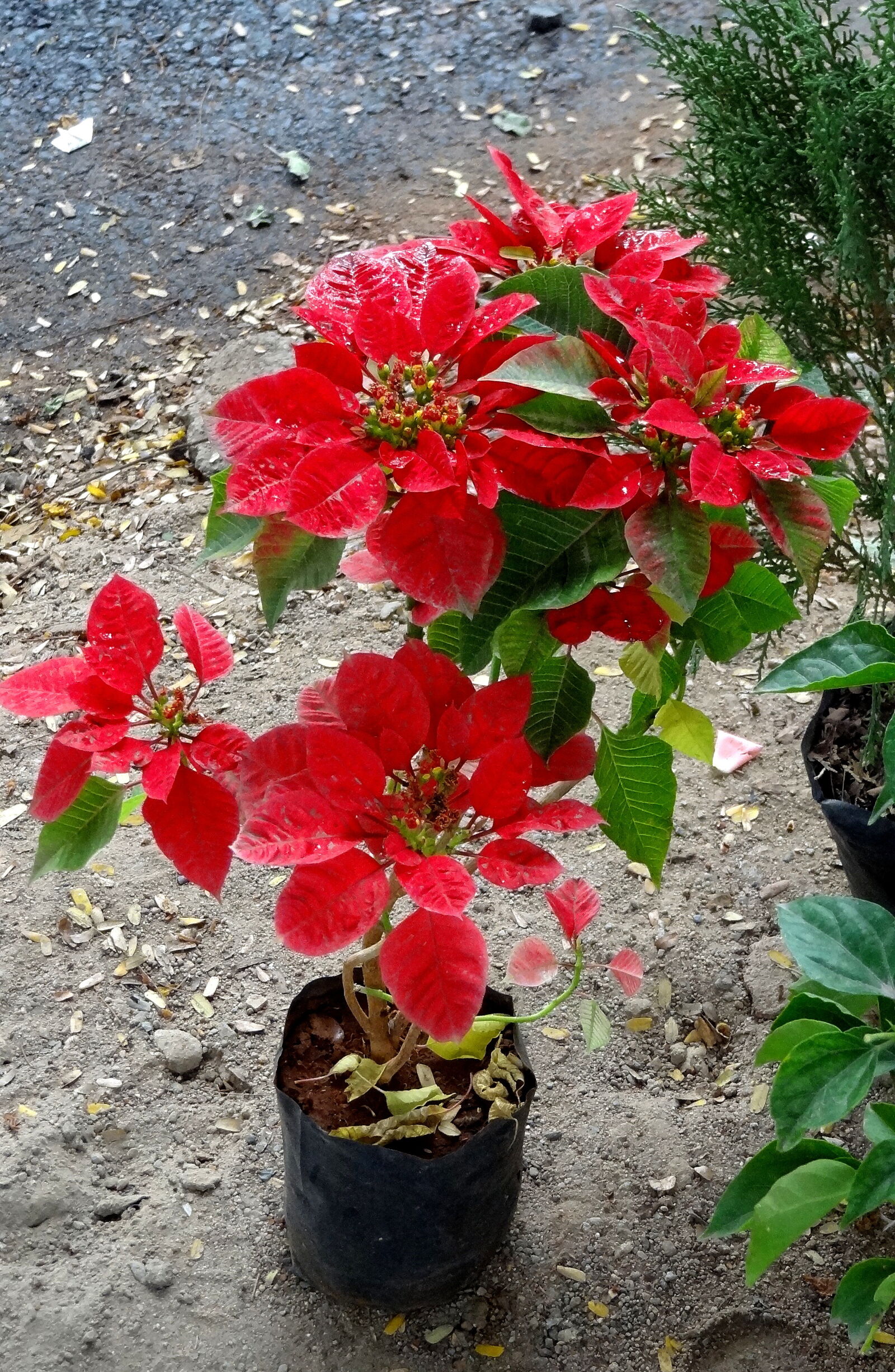 Sony Cyber-shot DSC-HX9V sample photo. Close, up, of, red photography