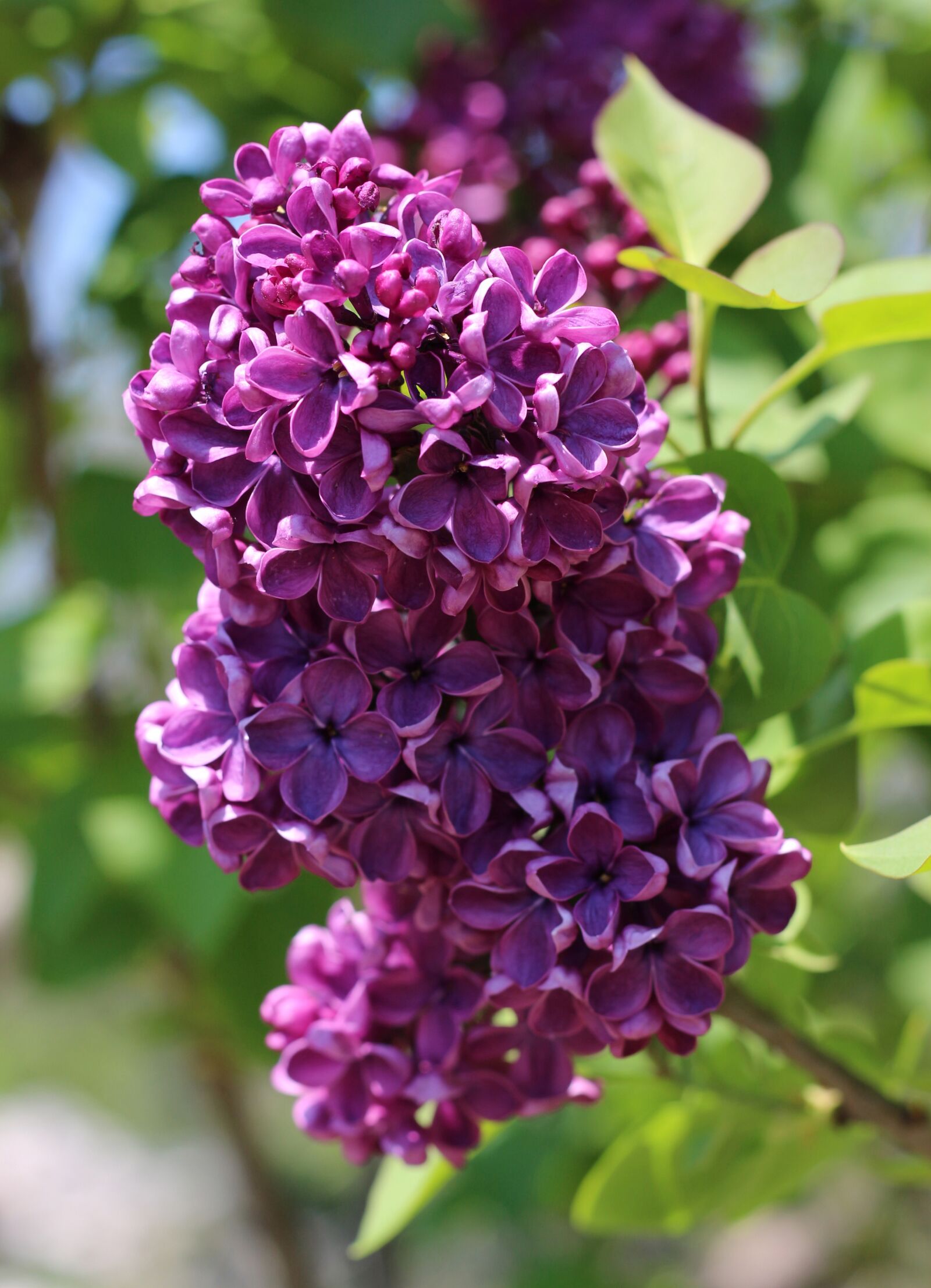 Canon EOS 700D (EOS Rebel T5i / EOS Kiss X7i) sample photo. Lilac, nature, purple photography