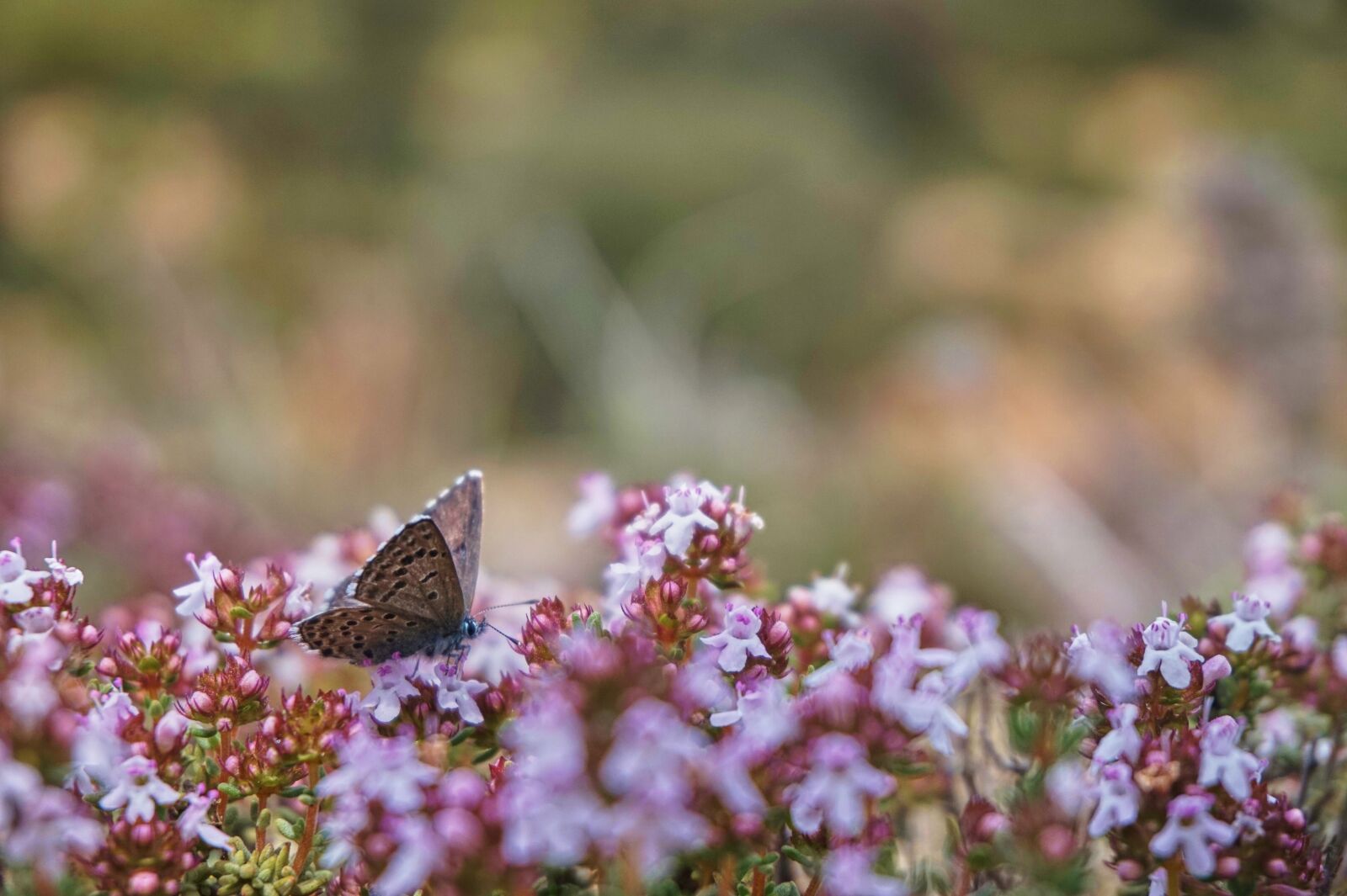 Sony Alpha a5000 (ILCE 5000) sample photo. Butterfly, nature, thyme photography