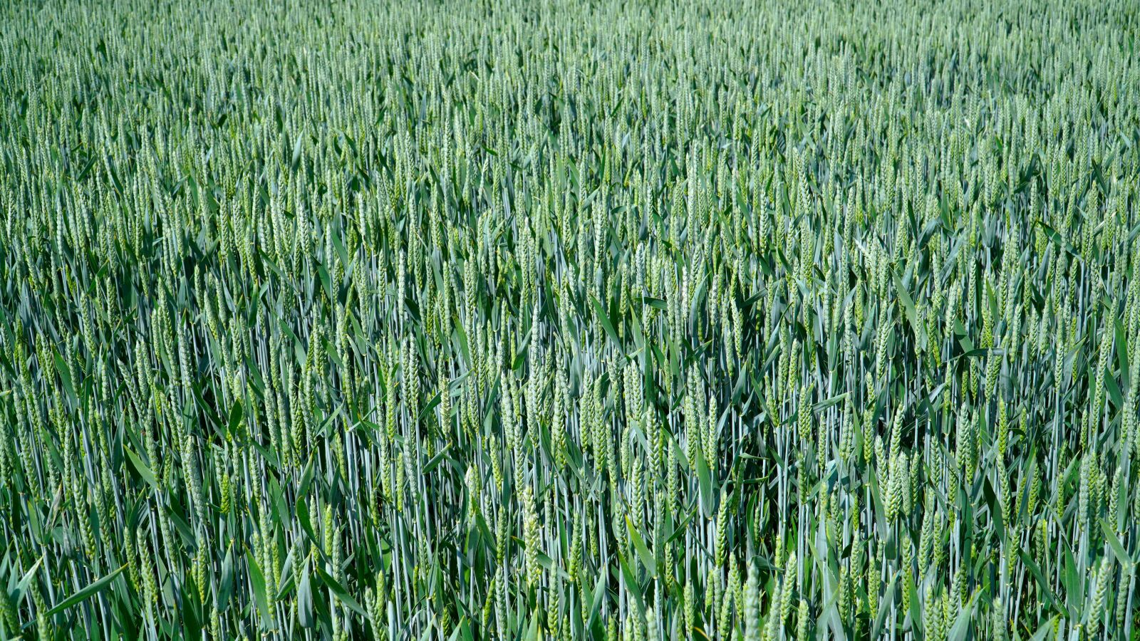 Sony E PZ 18-105mm F4 G OSS sample photo. Cereals, field, agriculture photography