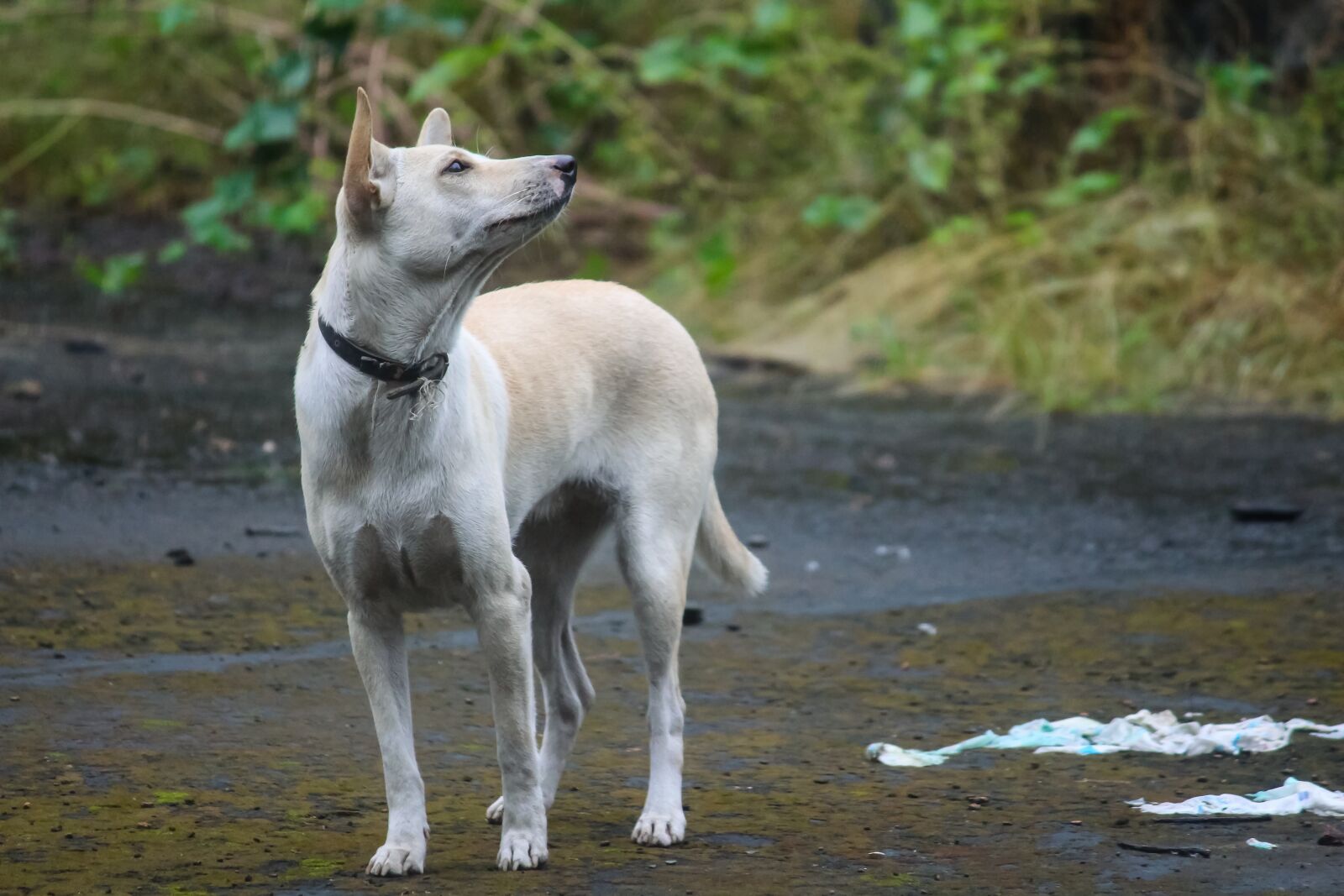 Canon EOS 700D (EOS Rebel T5i / EOS Kiss X7i) sample photo. Animal, mammal, dog photography