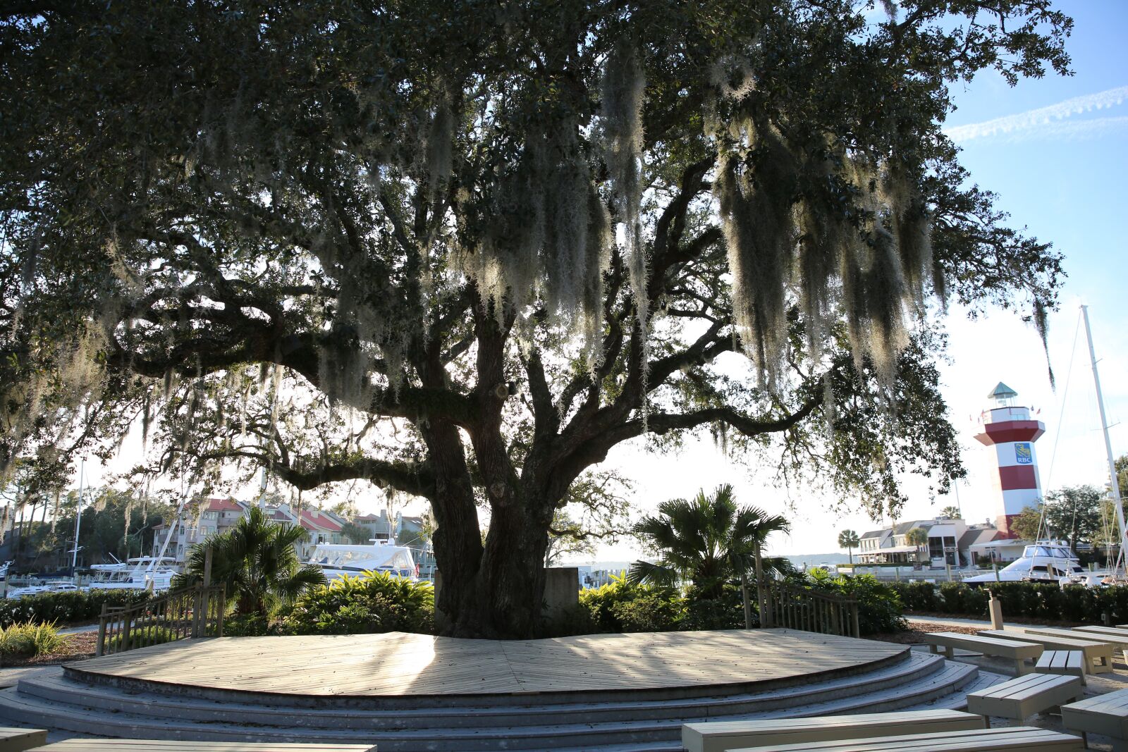 Canon EF 24-70mm F2.8L II USM sample photo. Spanish moss, liberty oak photography