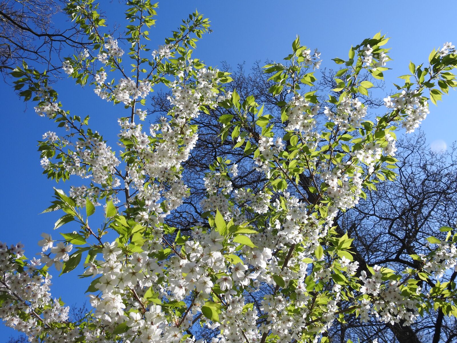 Nikon Coolpix P900 sample photo. Blossom, cherry, cherry blossom photography