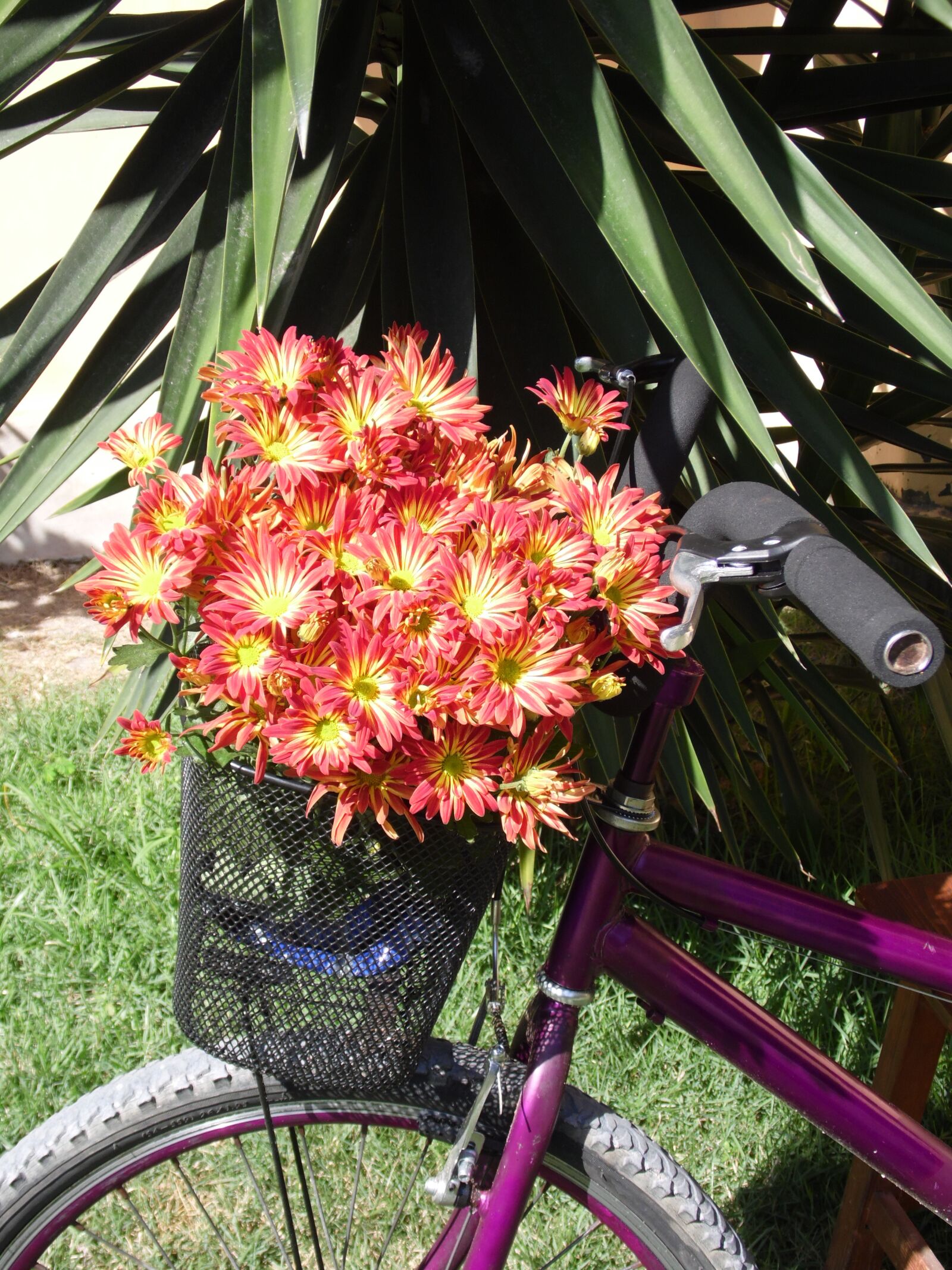 Samsung WB100/  WB101 sample photo. Bike, flowers, basket photography