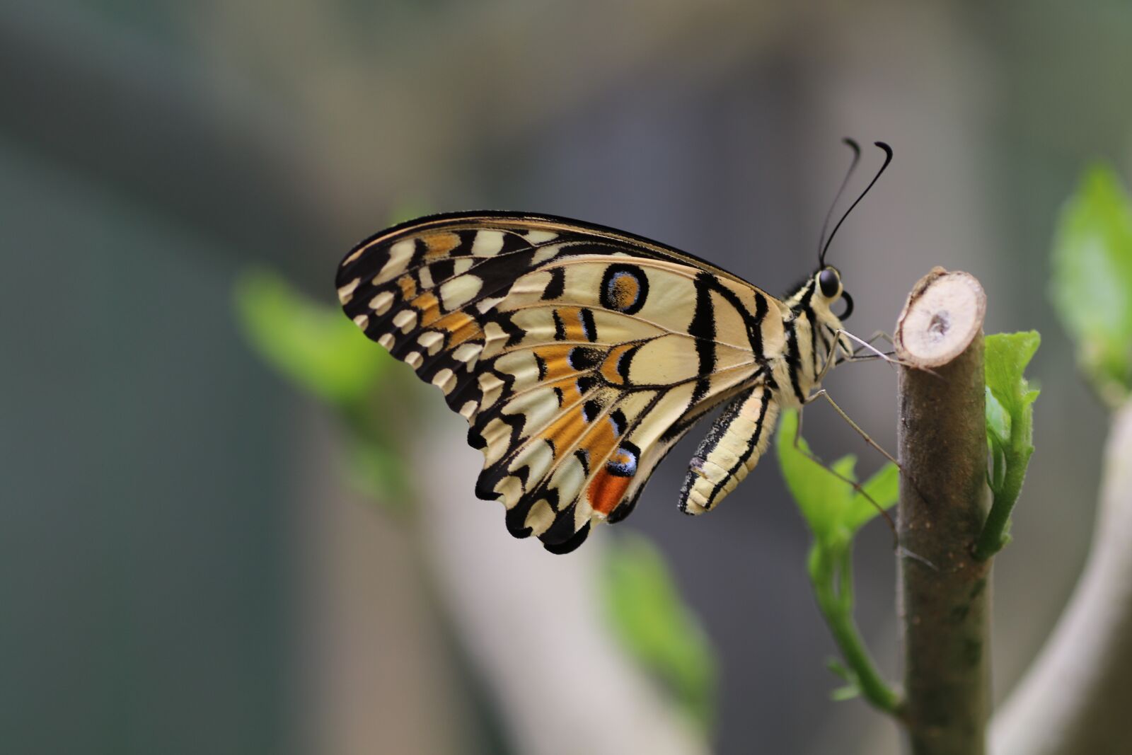 Canon EOS 80D sample photo. Butterfly, spring, new forest photography