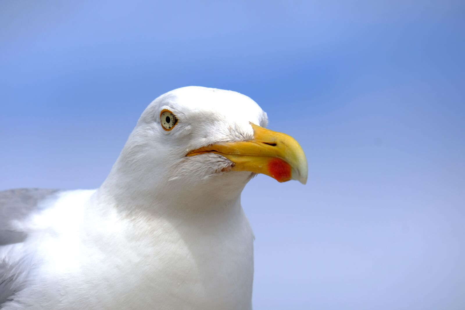 Fujifilm X-T20 sample photo. Gull, bird, flying photography