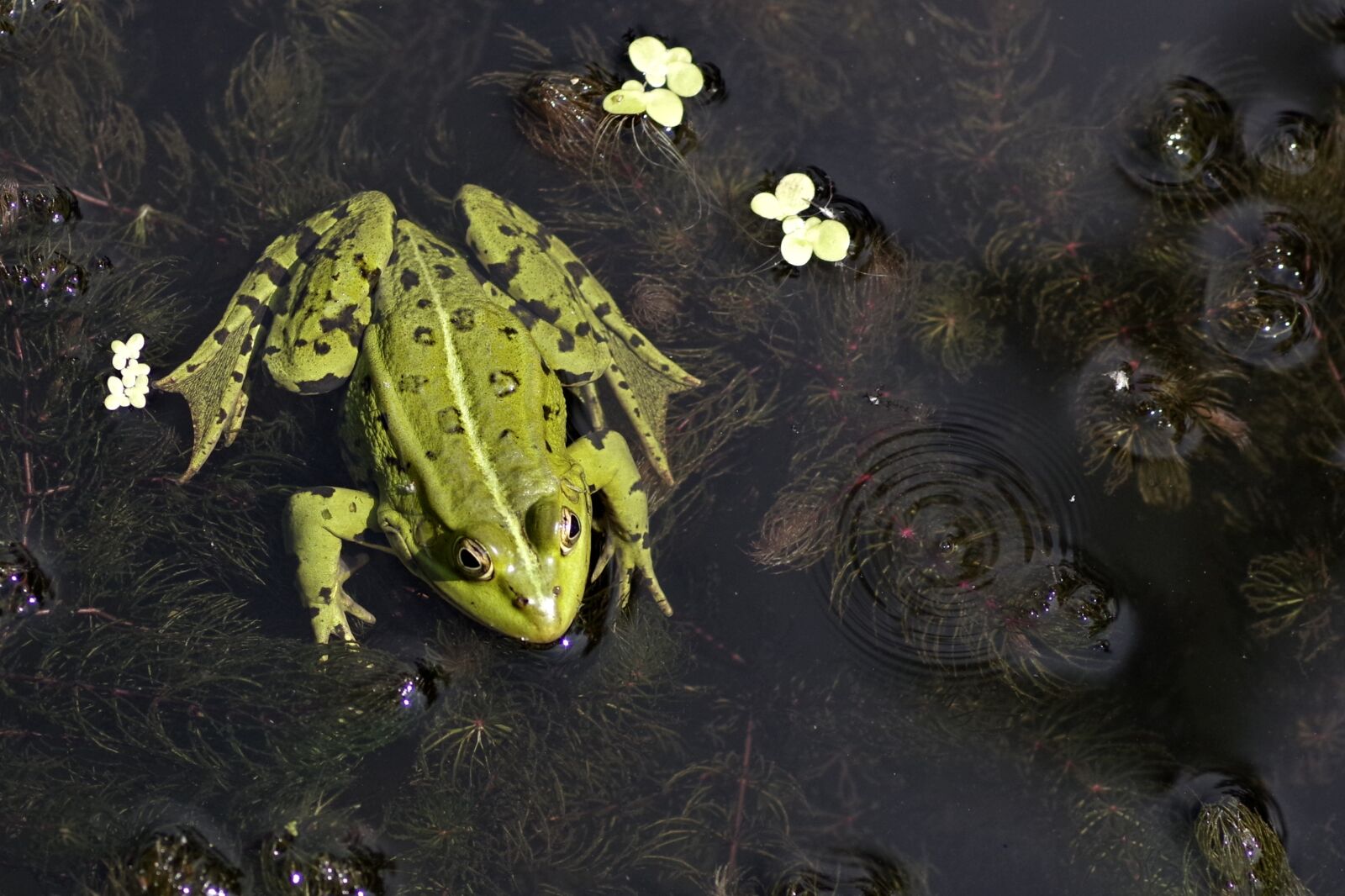 Pentax K-S2 sample photo. The frog, green, adult photography