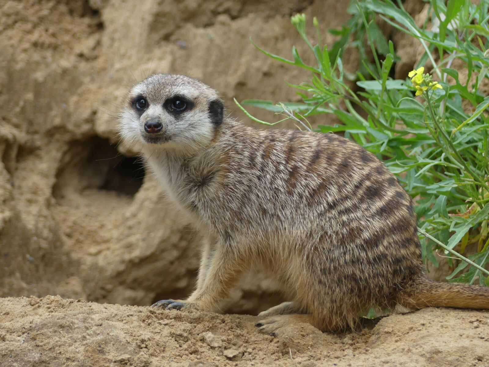Panasonic Lumix DMC-FZ300 sample photo. Meerkat, wildlife, africa photography
