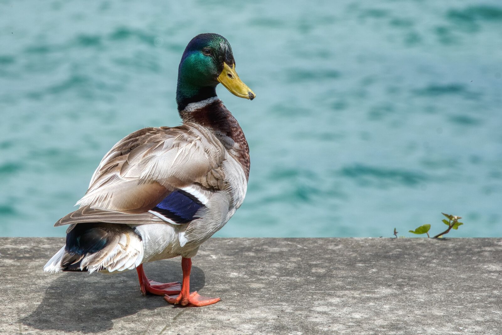 Nikon D750 sample photo. Mallard, anas platyrhynchos, anatidae photography
