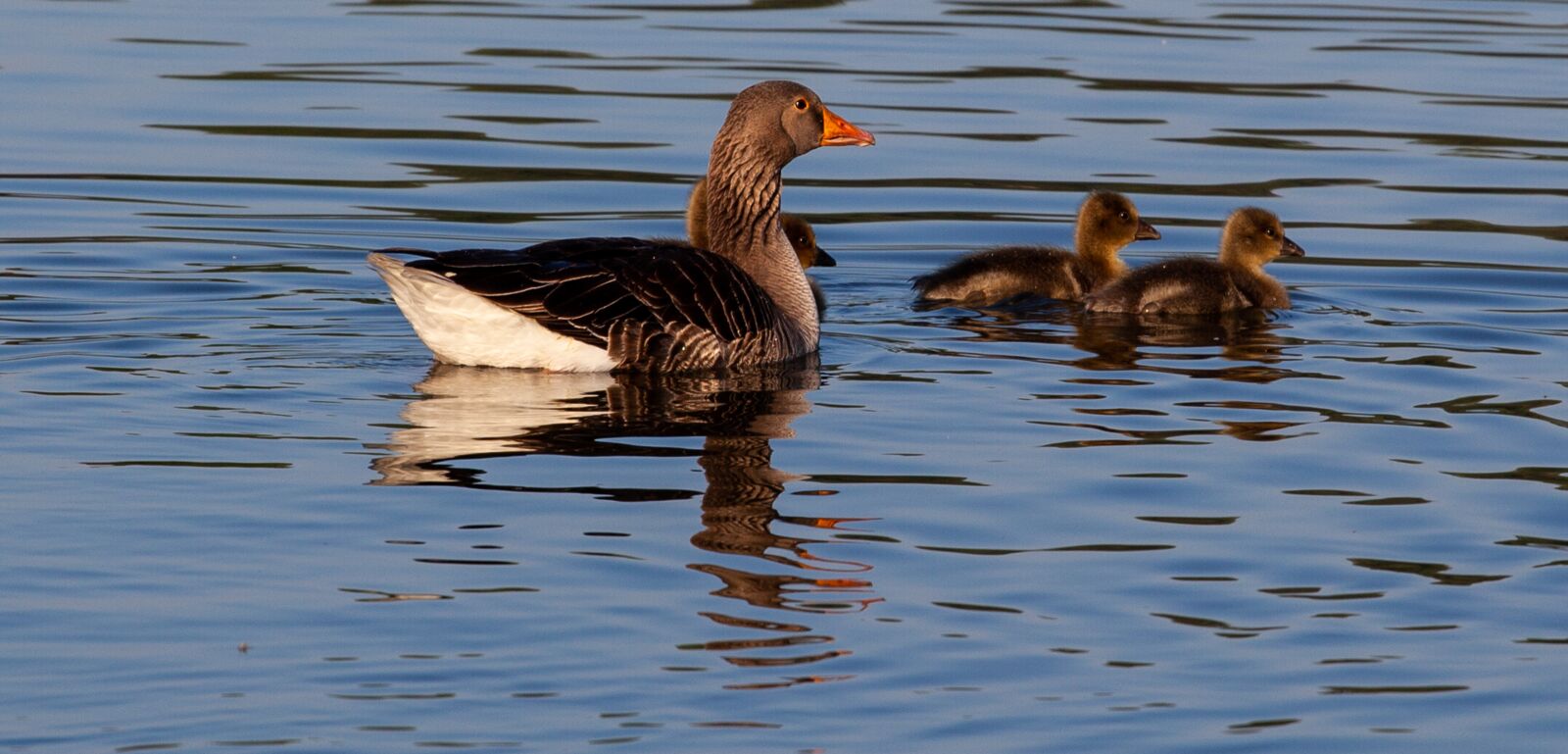 Canon EOS 5D Mark II sample photo. Goose, geese, goslings photography