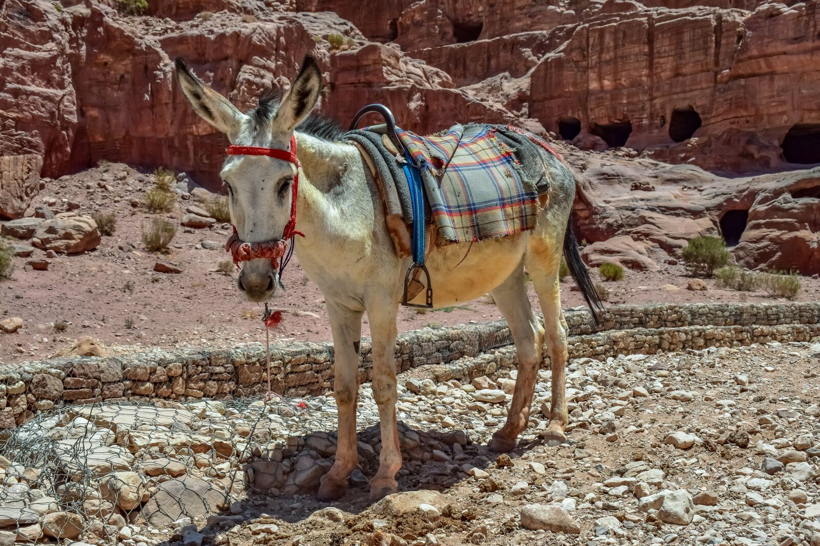 Nikon D3300 sample photo. Donkey, animal, transportation photography