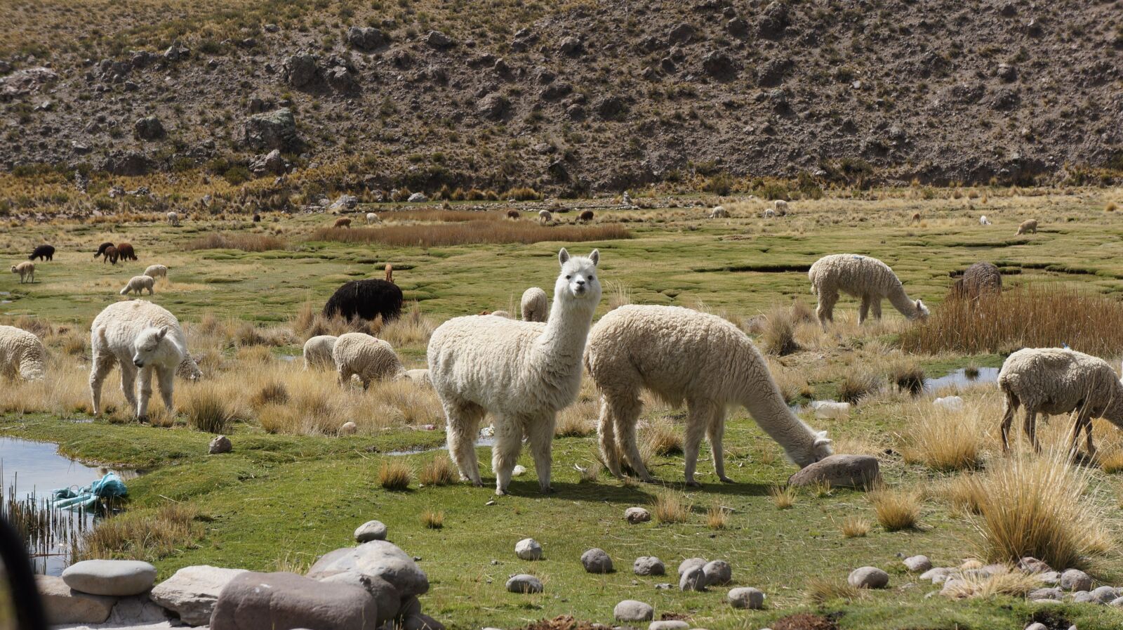 Sony Alpha NEX-5N sample photo. Alpaca, flame, vicuña photography