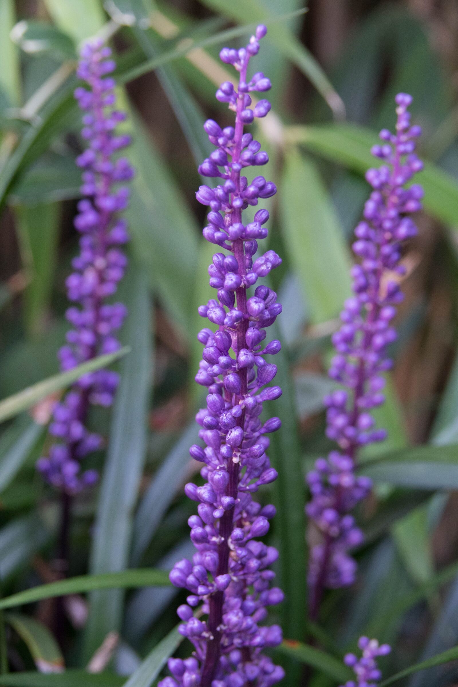Sony Cyber-shot DSC-RX10 III sample photo. Blossom, bloom, purple photography