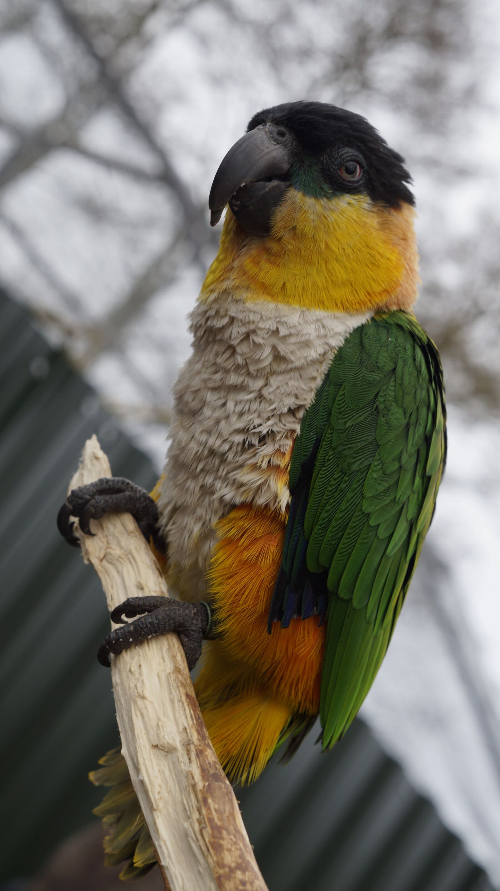 Sony Alpha a3000 sample photo. Parrot, bird, animal photography