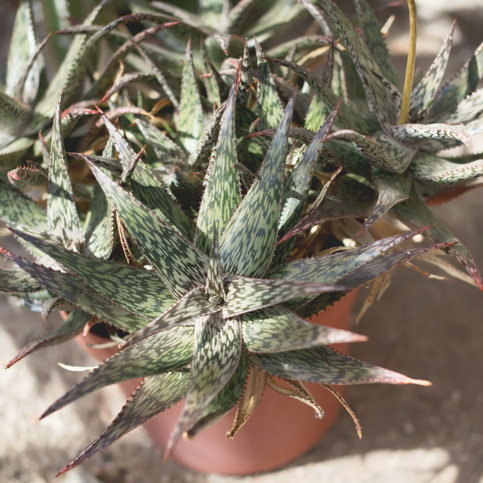 Nikon D800 sample photo. Succulents, green house, plant photography