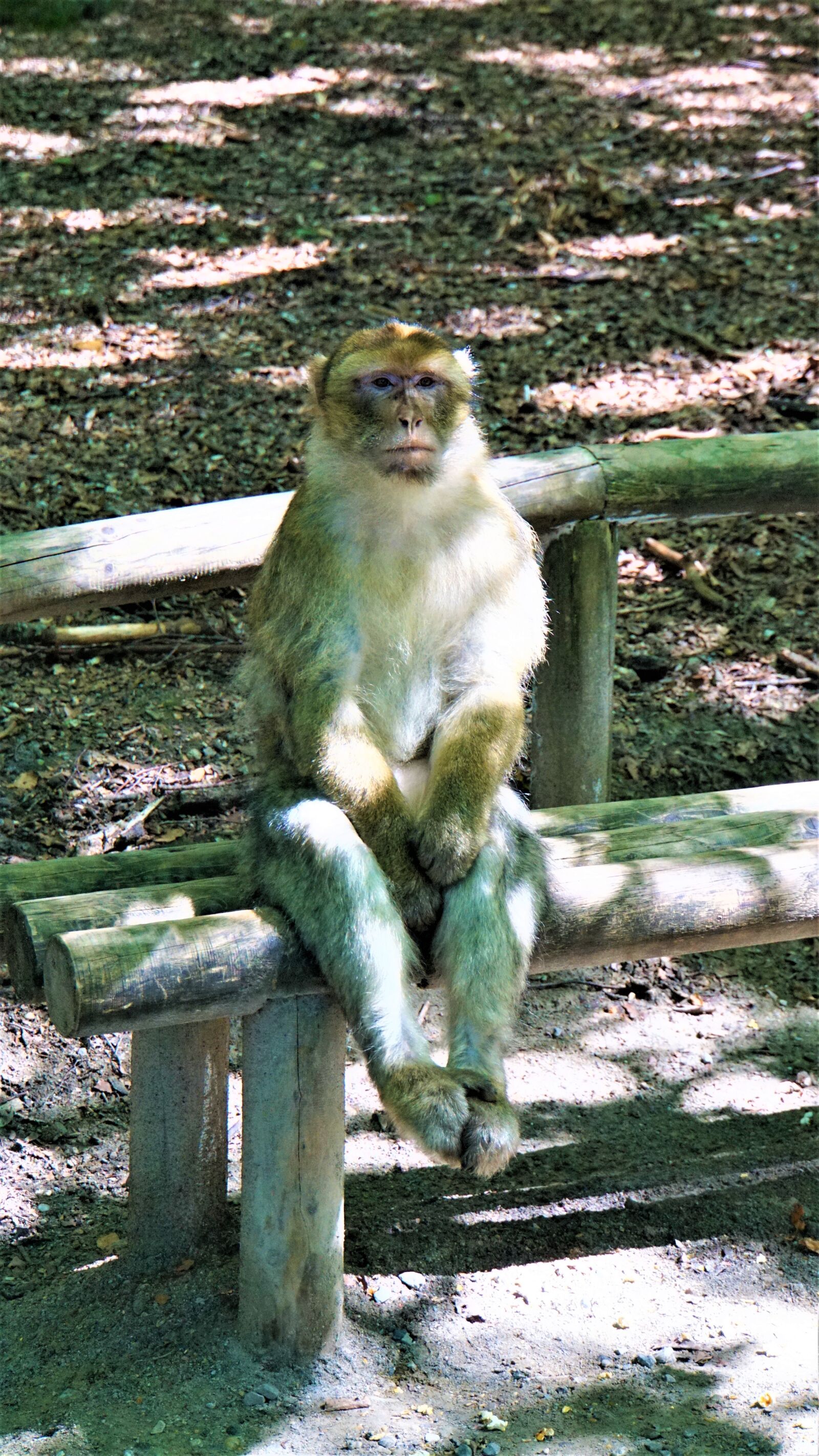 Sony E 18-200mm F3.5-6.3 OSS LE sample photo. Barbary ape, sitting, on photography