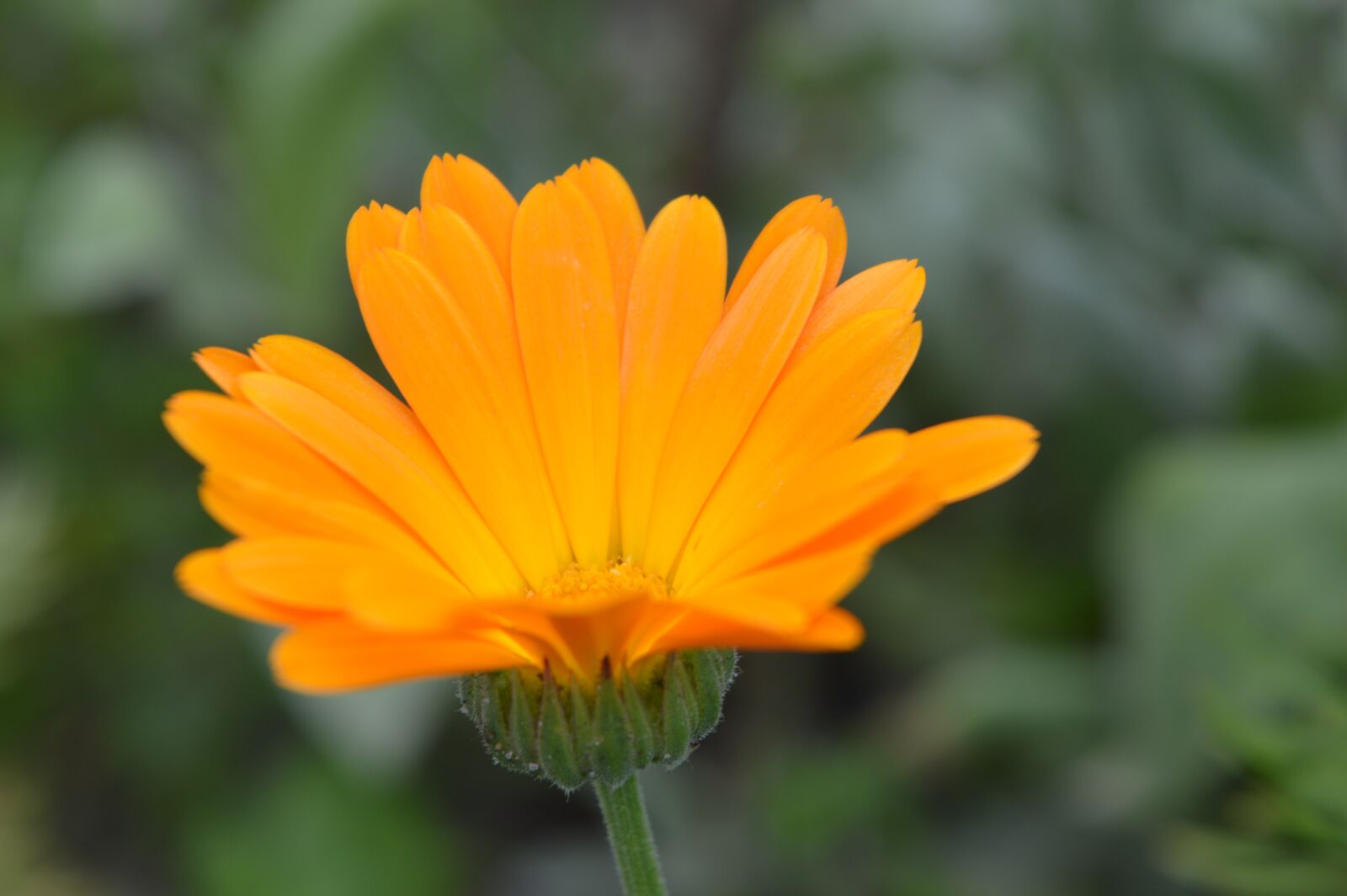 Nikon D3200 sample photo. Polish flowers, garden, flower photography