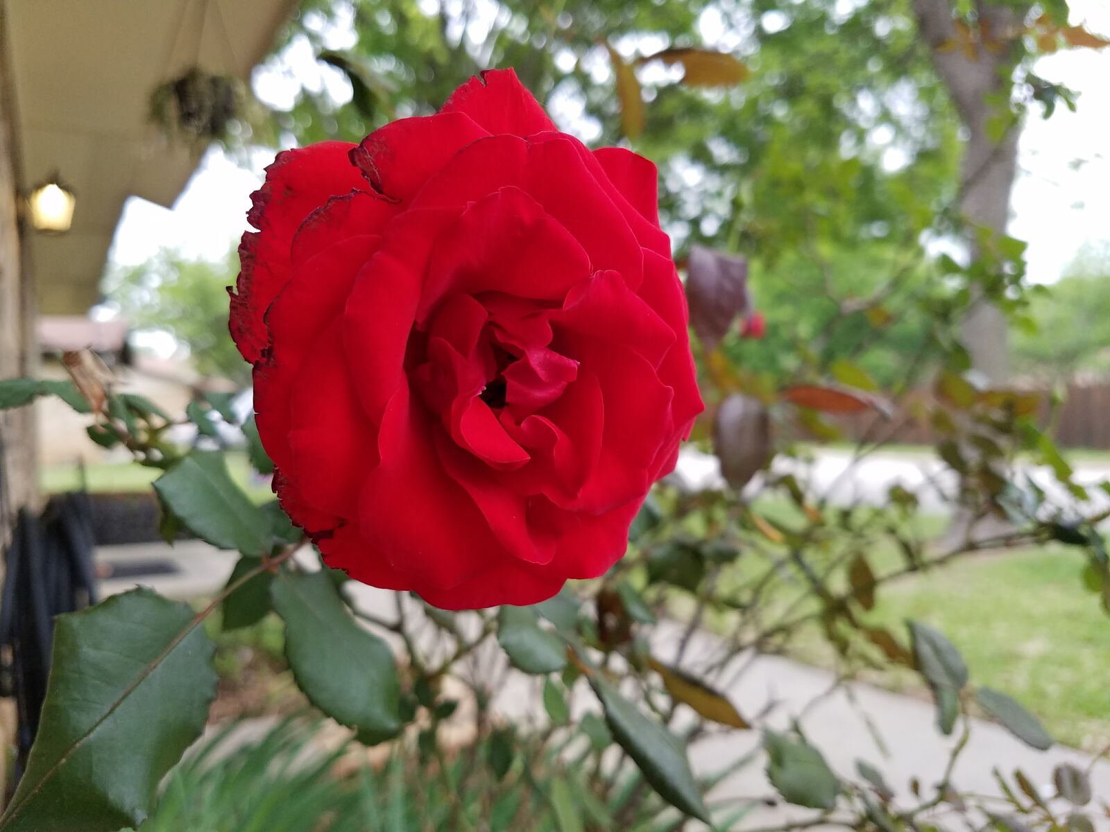Samsung Galaxy S7 sample photo