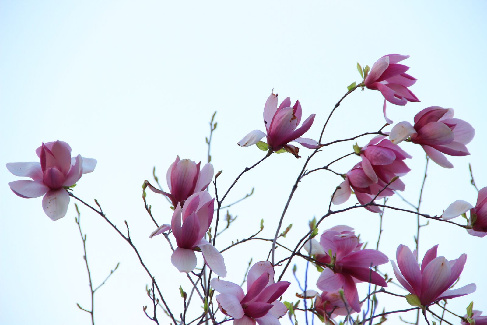 Canon EF-S 18-135mm F3.5-5.6 IS sample photo. Pamp, purple magnolia, purple photography