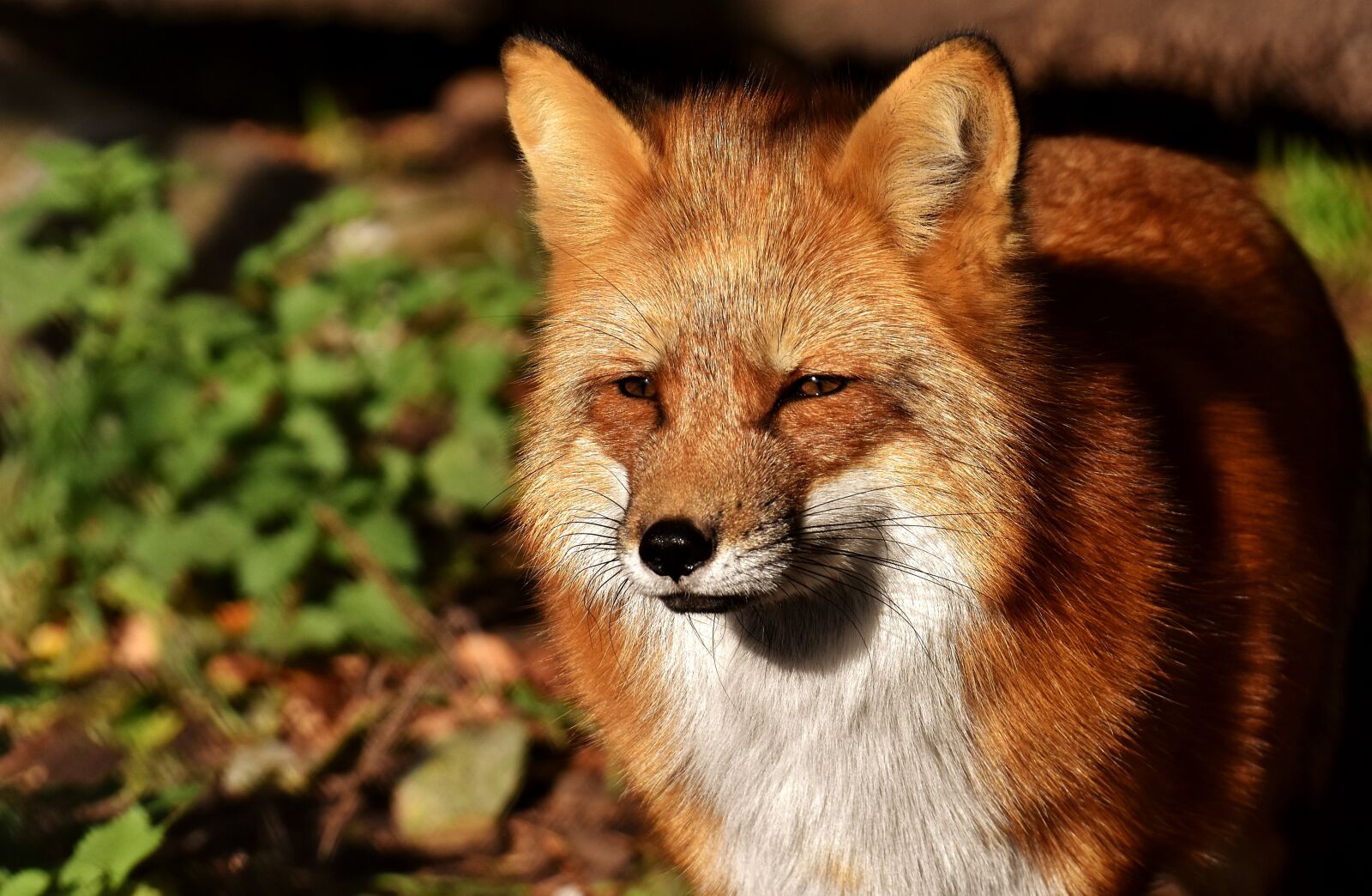 Nikon D7200 sample photo. Fuchs, animal world, wild photography