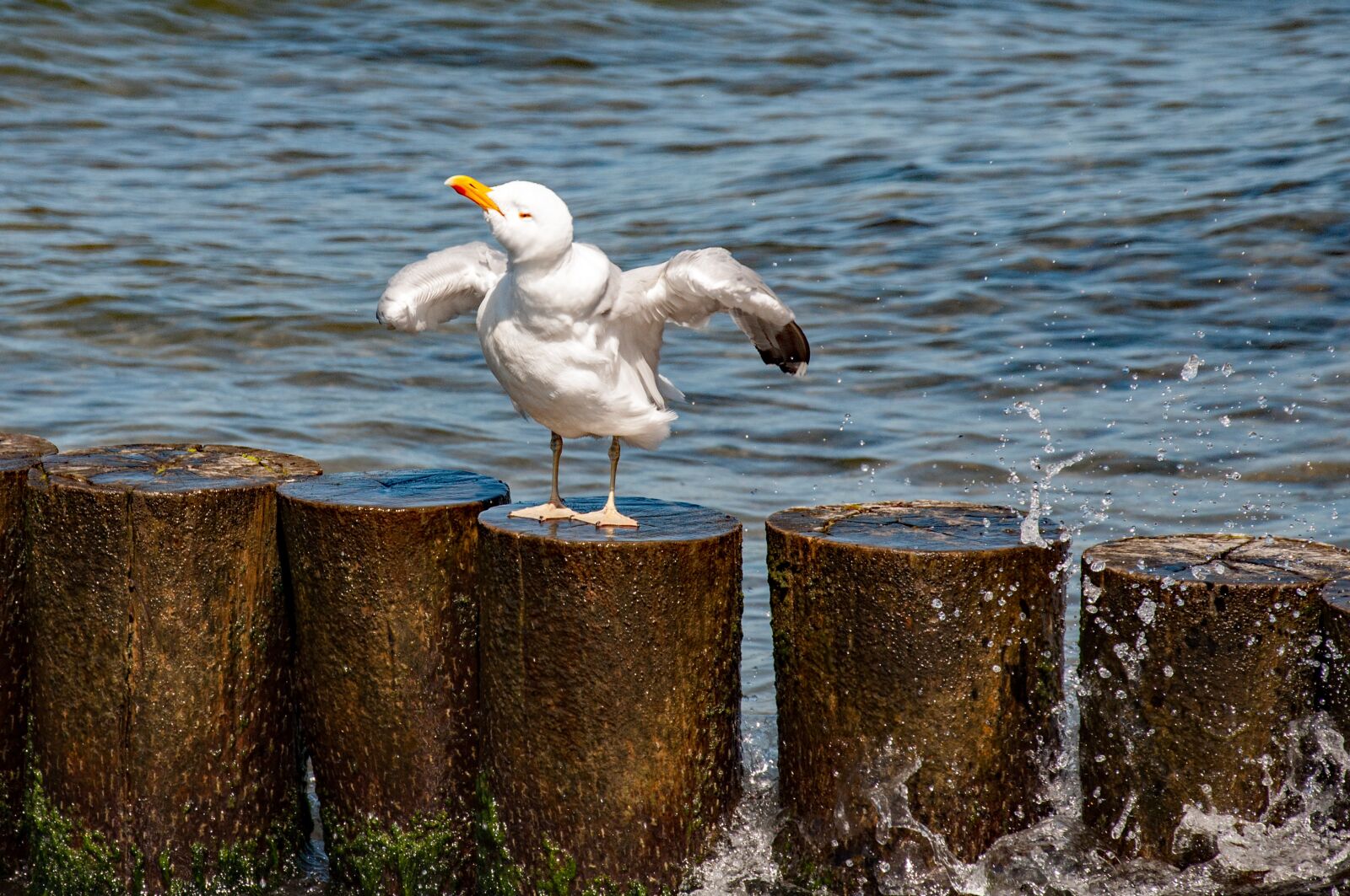 Nikon D90 sample photo. Seagull, sea, water photography