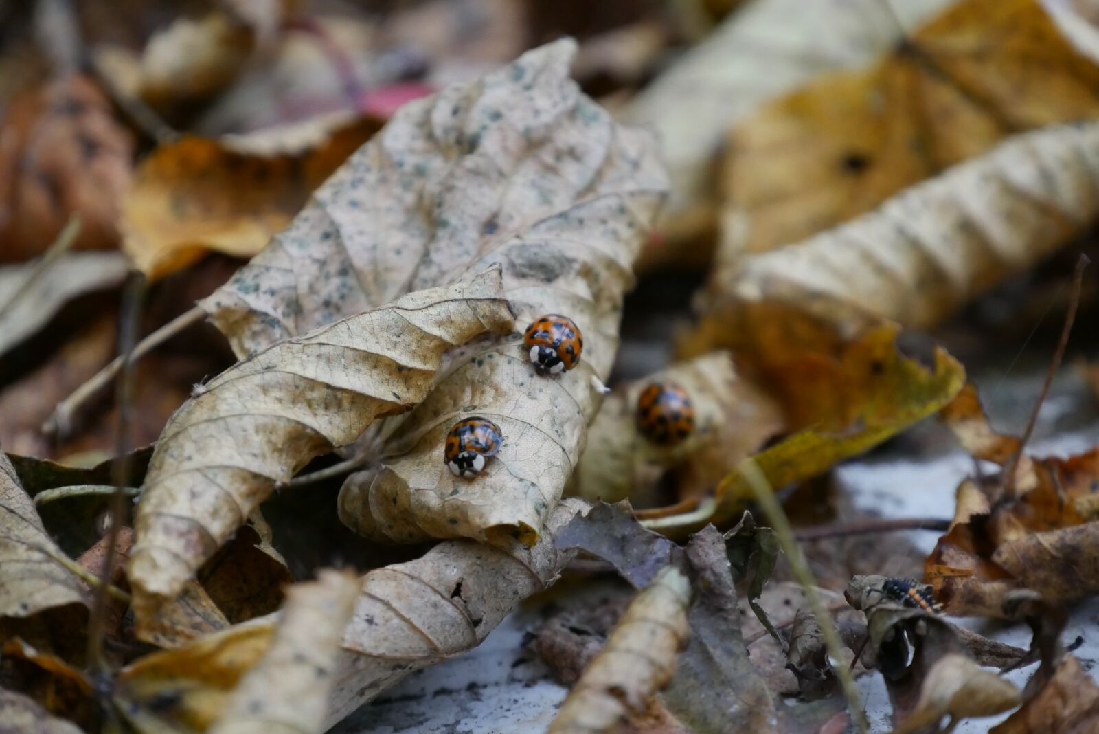 Panasonic DMC-G70 sample photo. Leaves, ladybug, forest photography