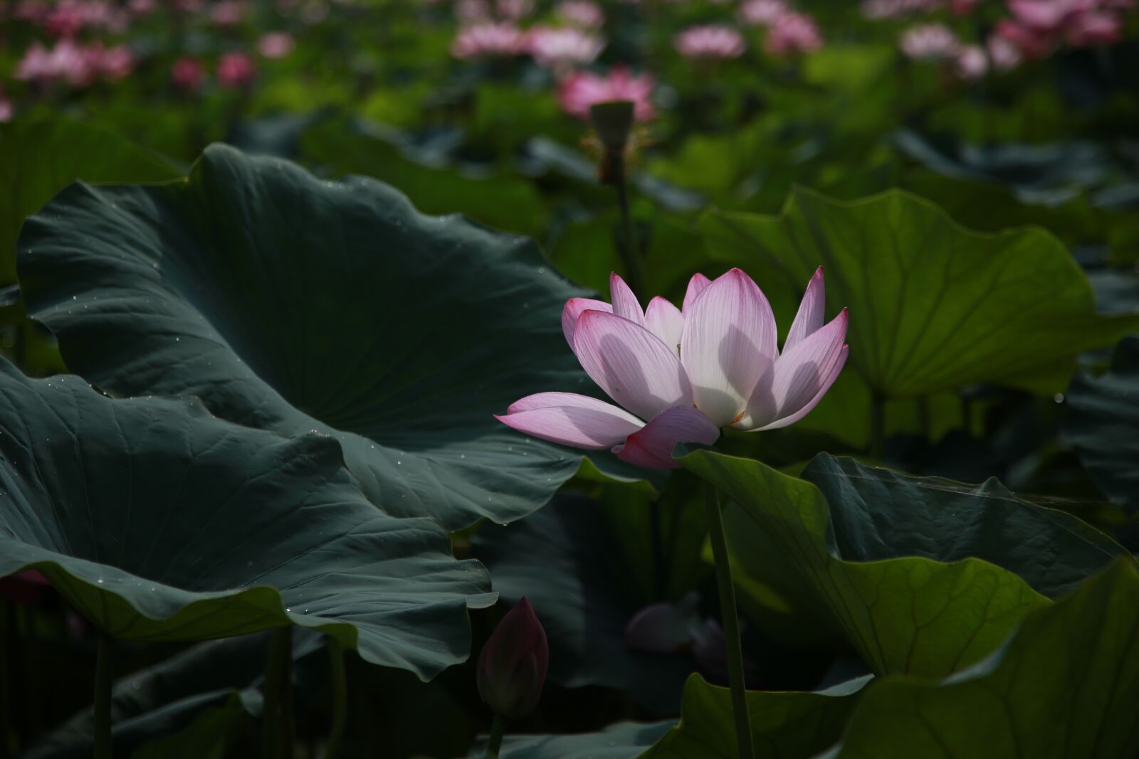 Canon EOS 6D + Canon EF 24-105mm F4L IS USM sample photo. Lotus, flowers, water lilies photography
