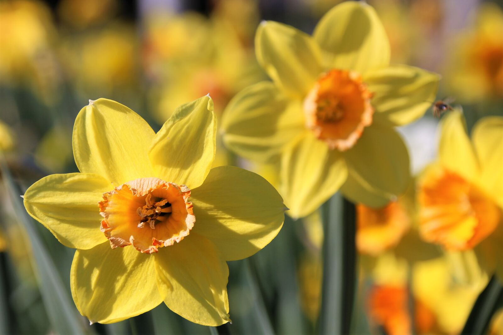 Canon EOS 700D (EOS Rebel T5i / EOS Kiss X7i) sample photo. Flower, yellow, spring photography