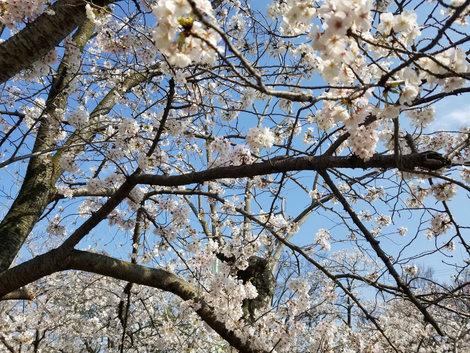 Samsung Galaxy S8 sample photo. Cherry, blossom, sakura photography