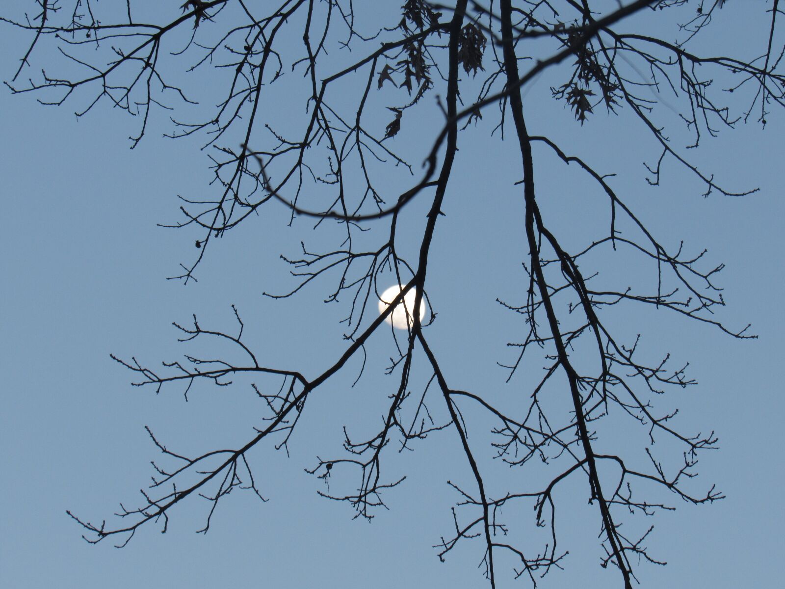 Canon PowerShot SX520 HS sample photo. Tree, branch, nature photography