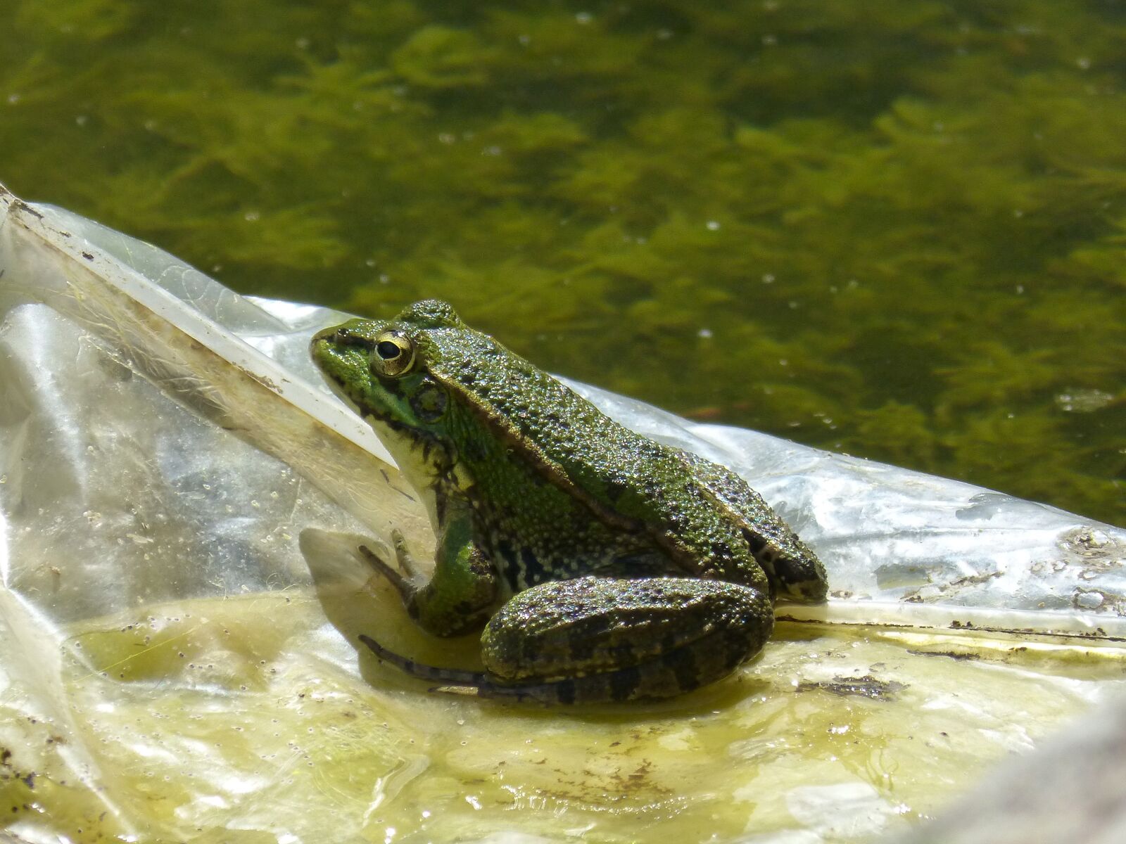 Panasonic DMC-FZ62 sample photo. Frog, plastic, raft photography