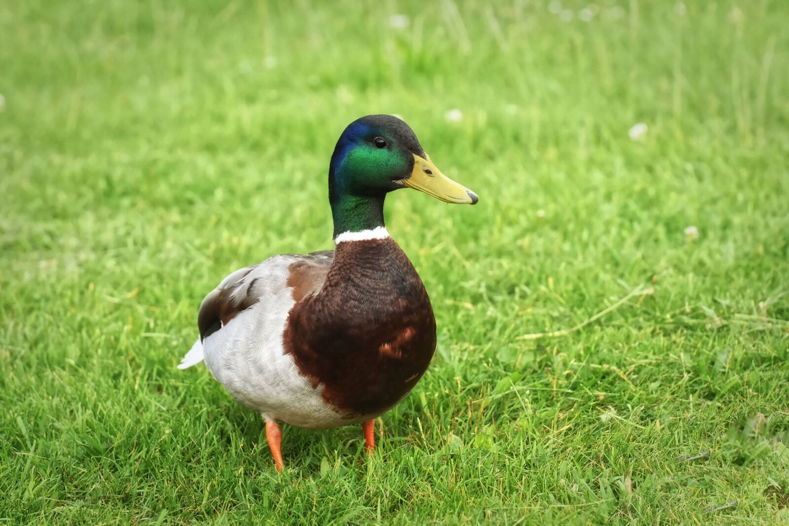 Nikon D7200 sample photo. Drake, mallard, water bird photography