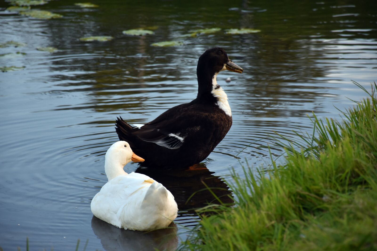 Nikon D5600 sample photo. Ducks, domestic ducks, bird photography