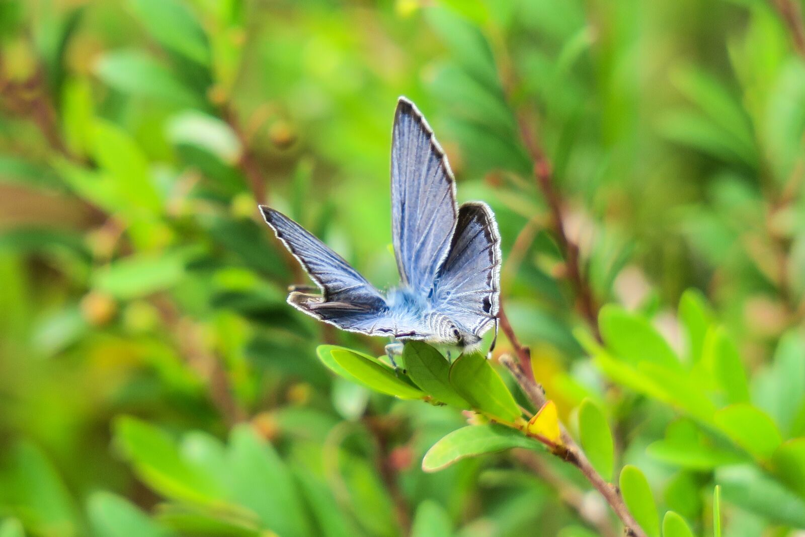 Canon PowerShot G3 X sample photo. Butterfly, nature, insect photography