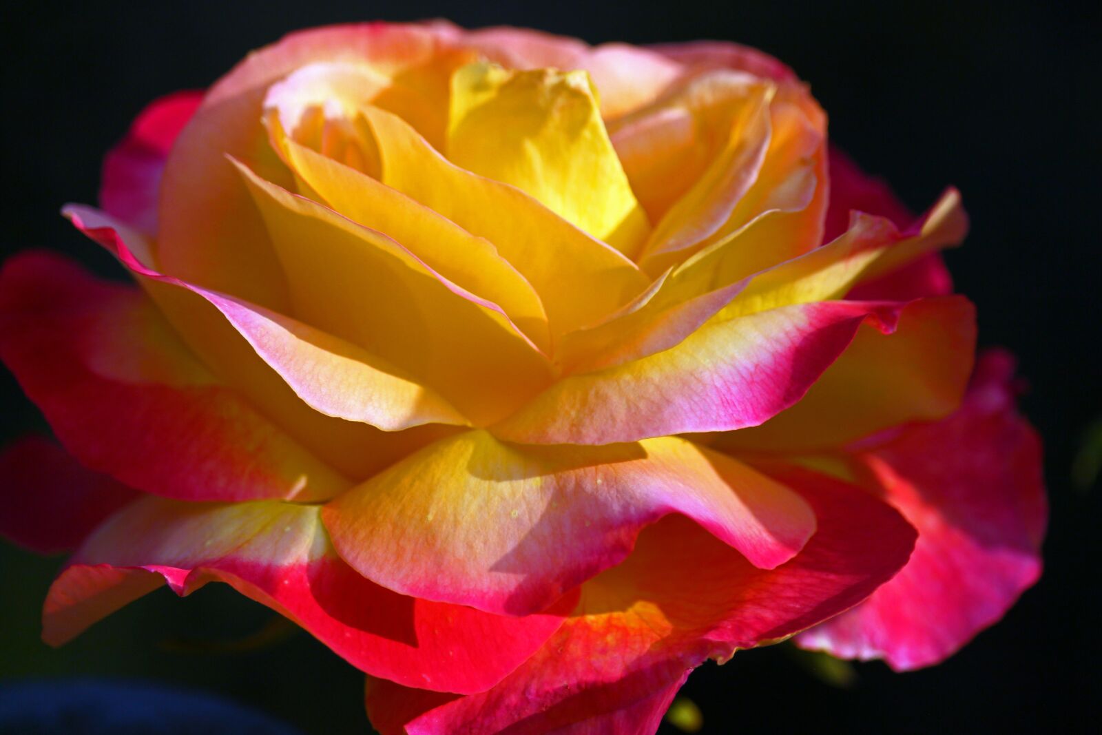 Canon EF-S 55-250mm F4-5.6 IS STM sample photo. Rose, yellow rose, beauty photography