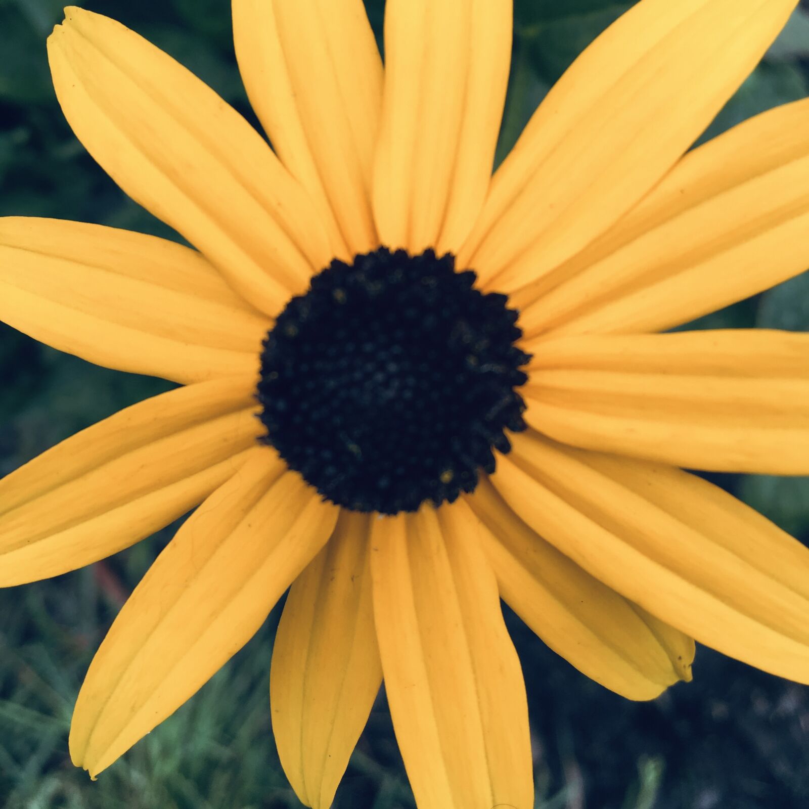 Apple iPhone 6s sample photo. Flower, sunflower, yellow photography
