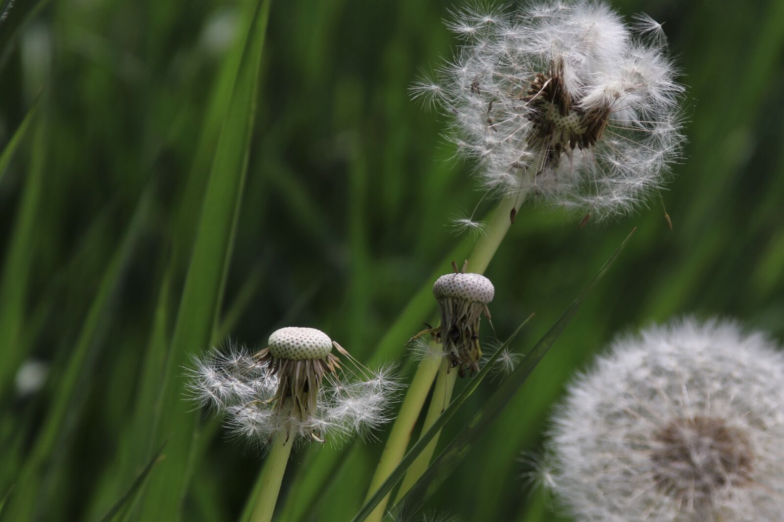Canon EOS 80D sample photo. Dandelion, nuns, fluff photography