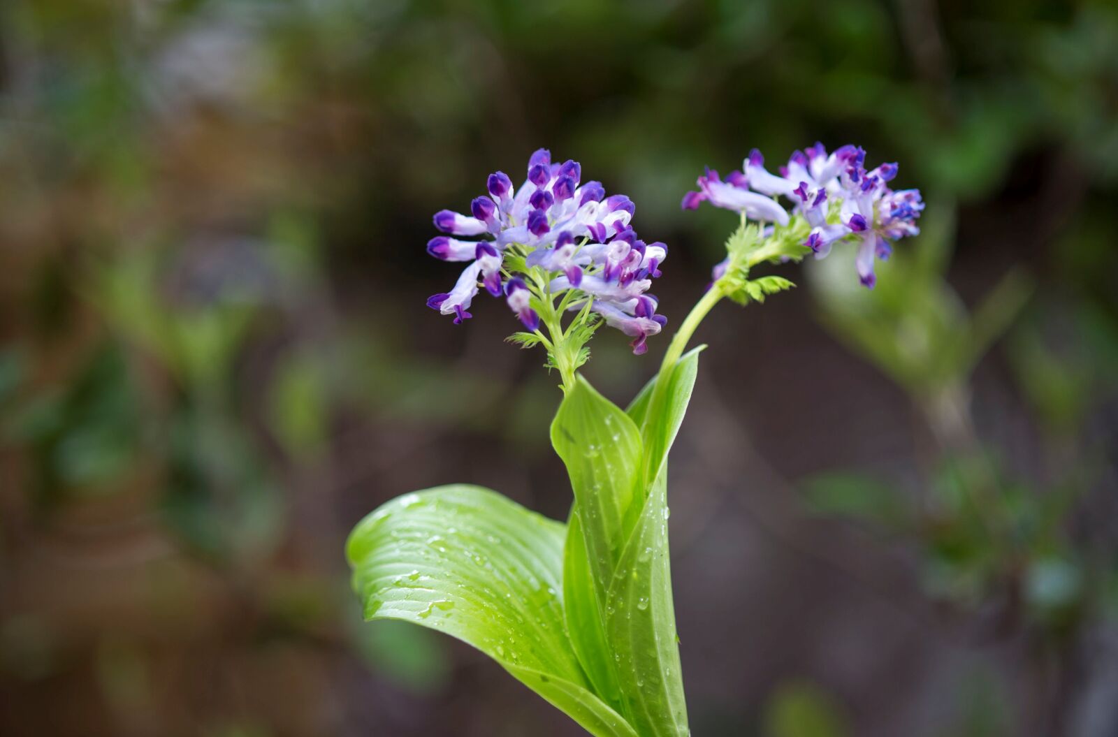 Nikon D3S sample photo. Flowers, plants, wildflower photography