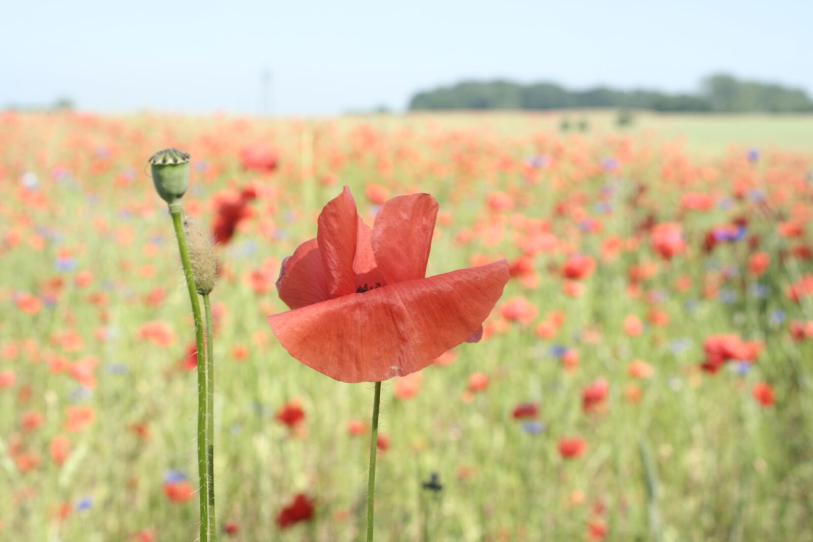Canon EOS 350D (EOS Digital Rebel XT / EOS Kiss Digital N) sample photo. Poppy, field, meadow photography