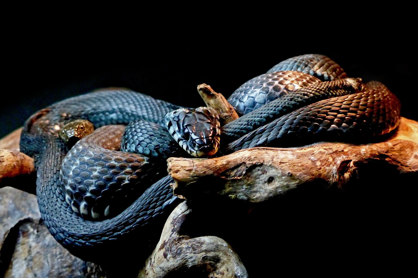 Panasonic Lumix DMC-FZ200 sample photo. Snakes, black snakes, animal photography