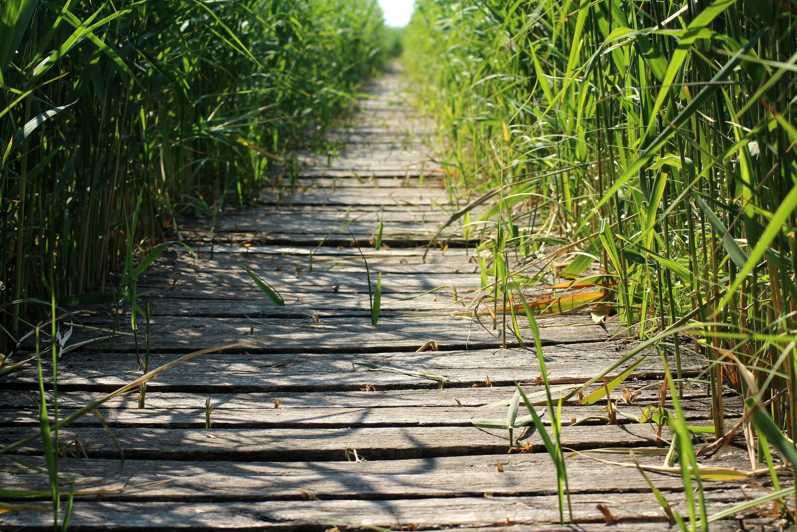 Canon EOS 1200D (EOS Rebel T5 / EOS Kiss X70 / EOS Hi) sample photo. Footbridge, bridge, rushes photography