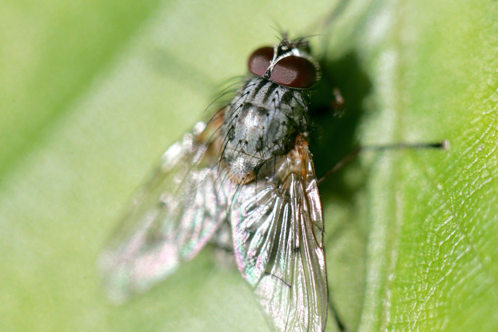 Canon EOS-1D Mark II sample photo. Fly, meat-fly, garden photography